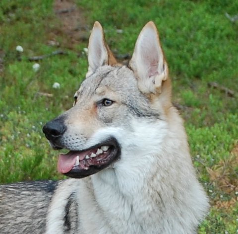 Dog Photo