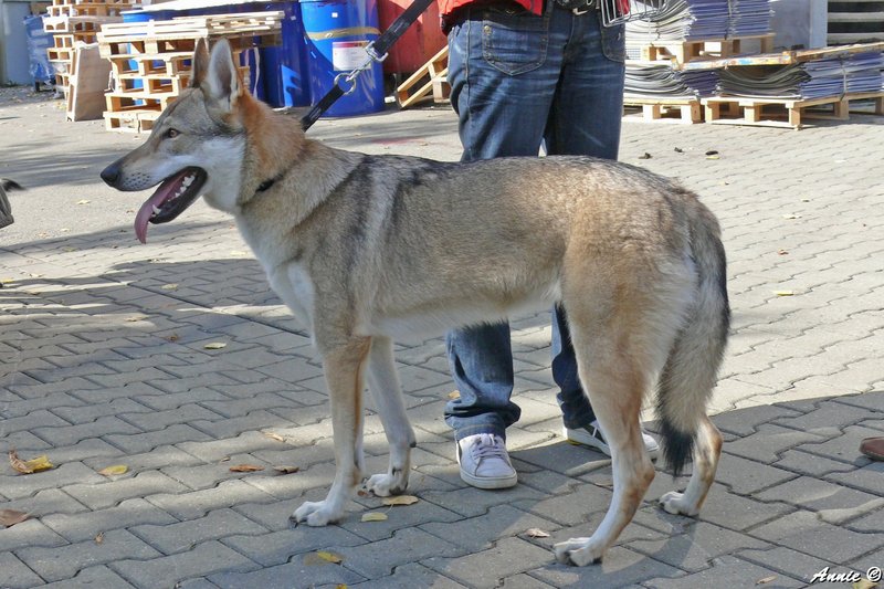 Dog Photo