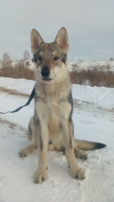 Dog Photo