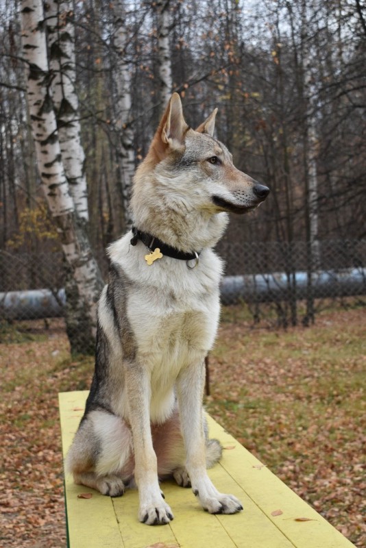 Dog Photo