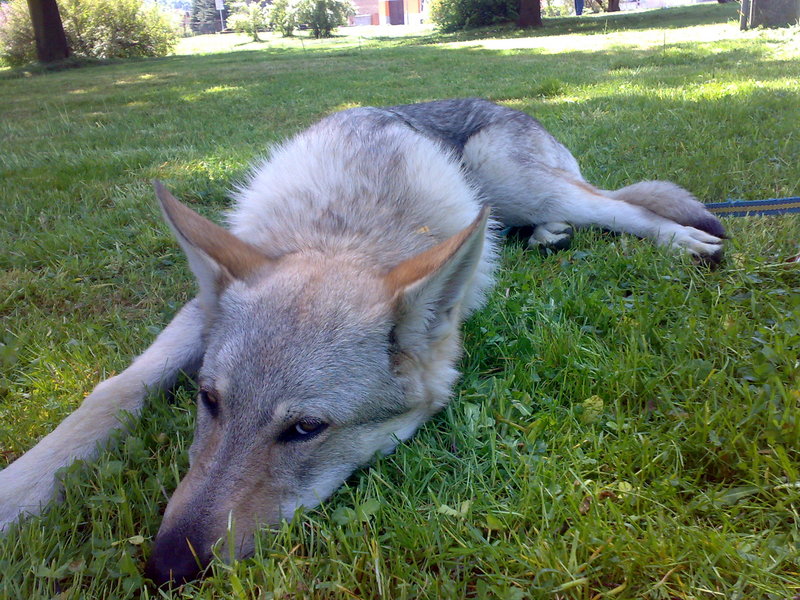Dog Photo