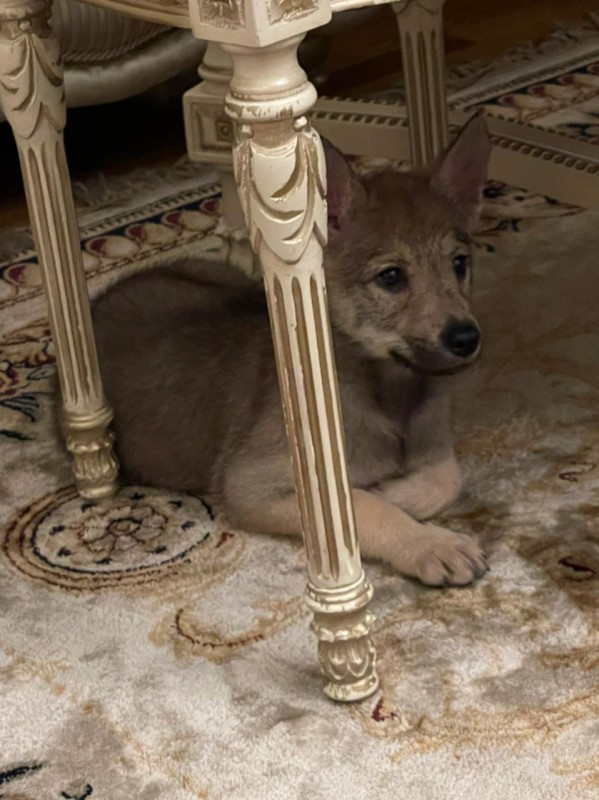 Dog Photo