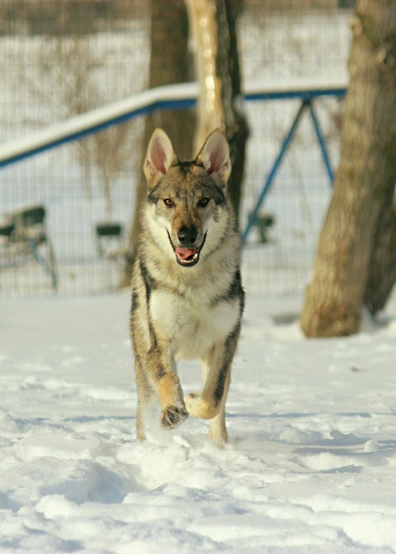 Dog Photo