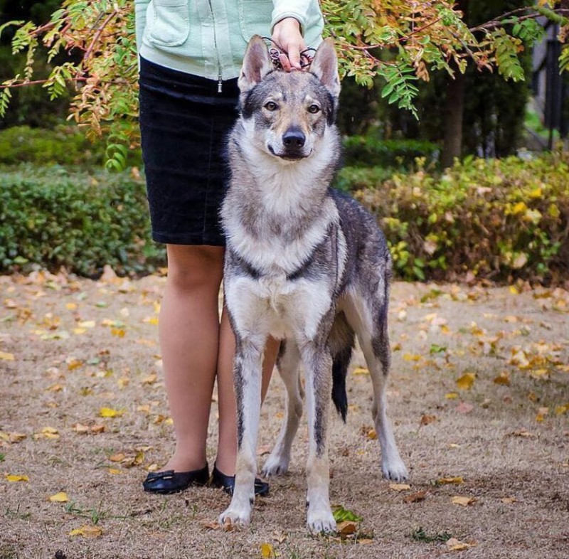 Dog Photo