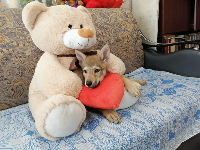Dog Photo