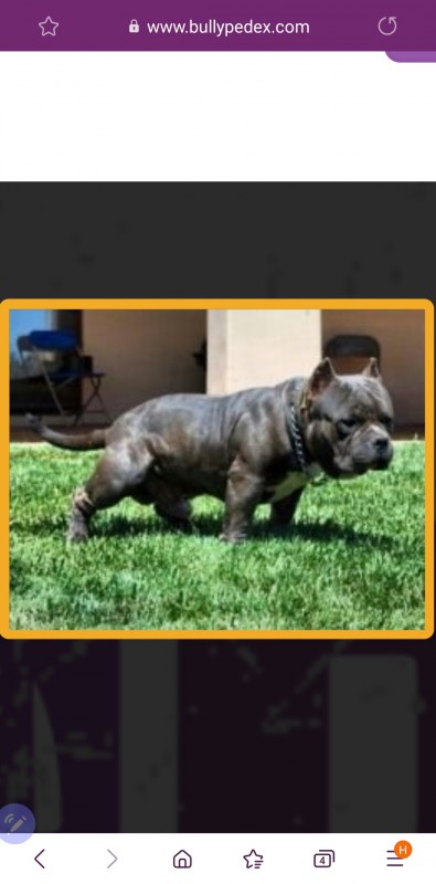 Dog Photo