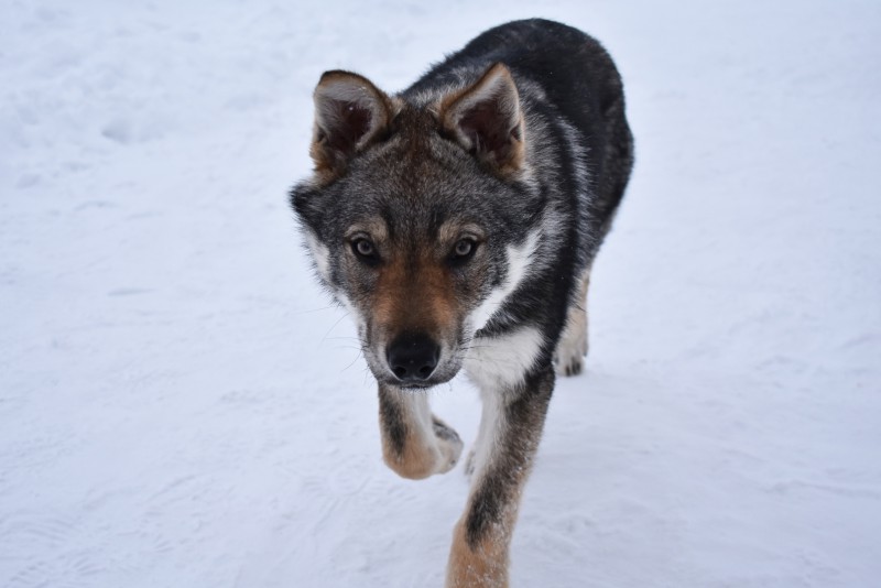 Dog Photo