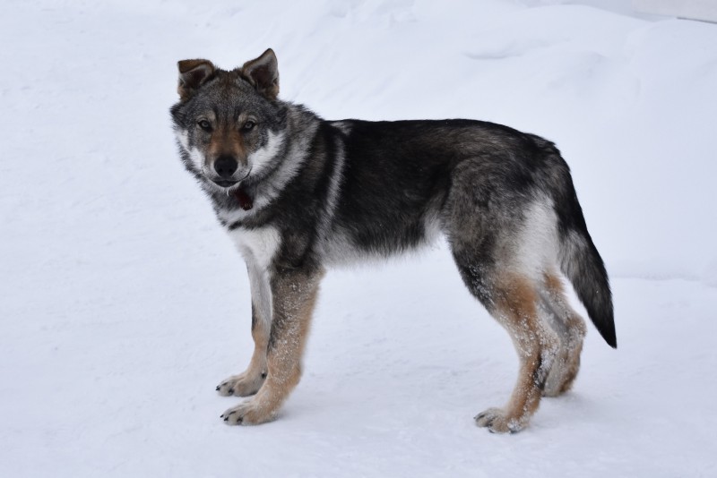 Dog Photo