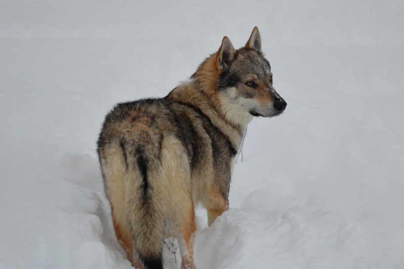 Dog Photo