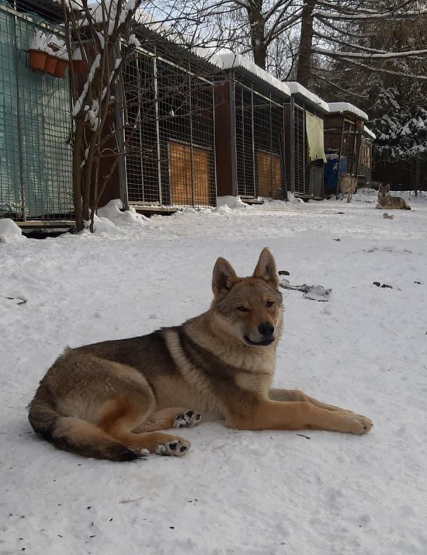 Dog Photo