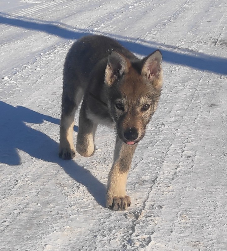 Dog Photo