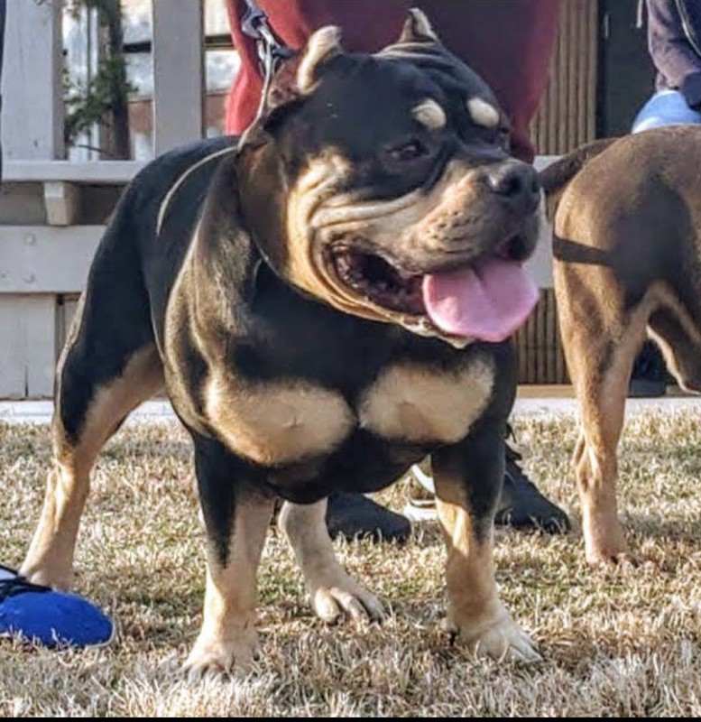 Dog Photo