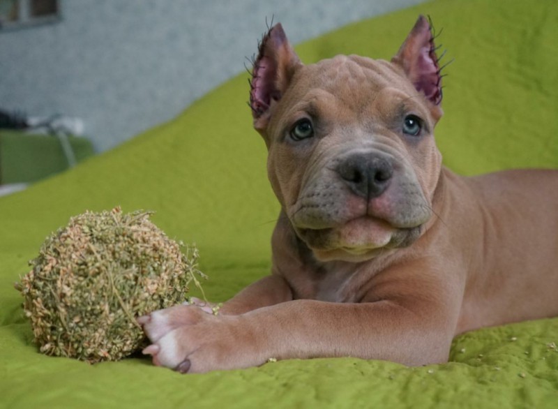 Dog Photo