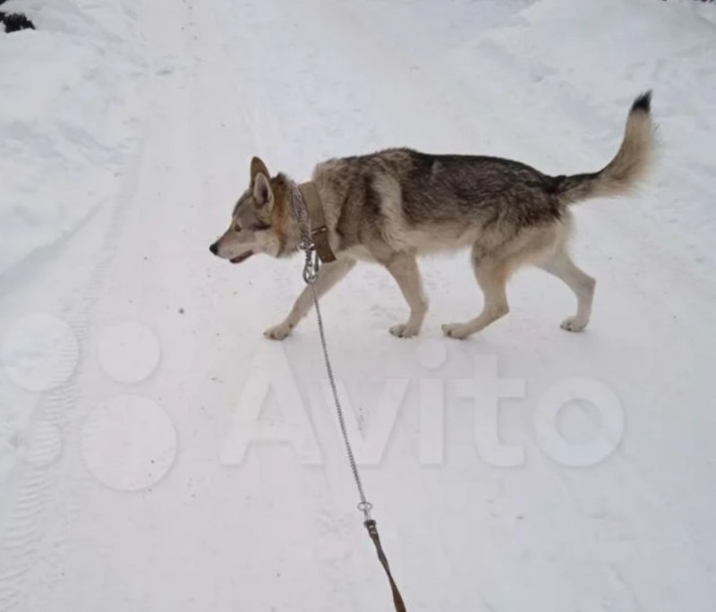 Dog Photo