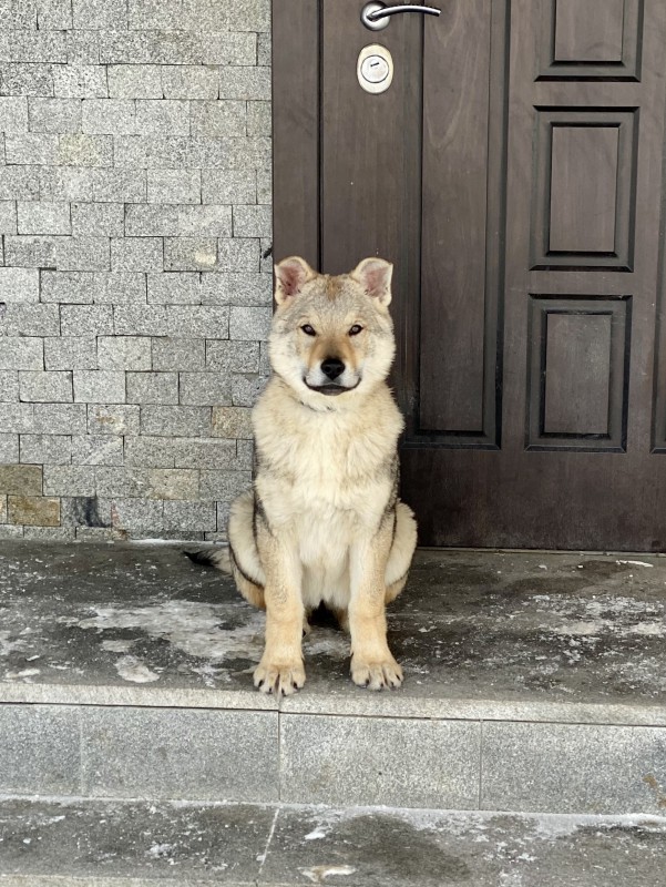 Dog Photo