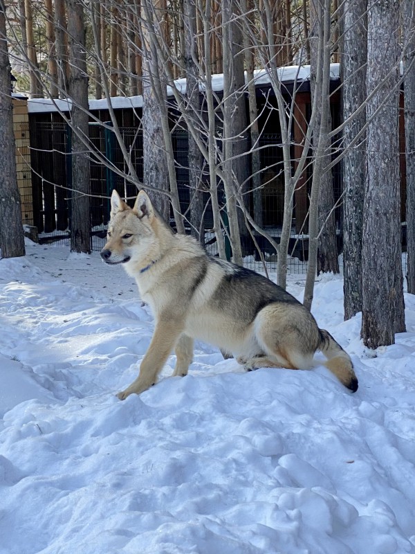Dog Photo