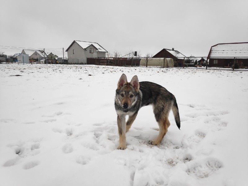 Dog Photo