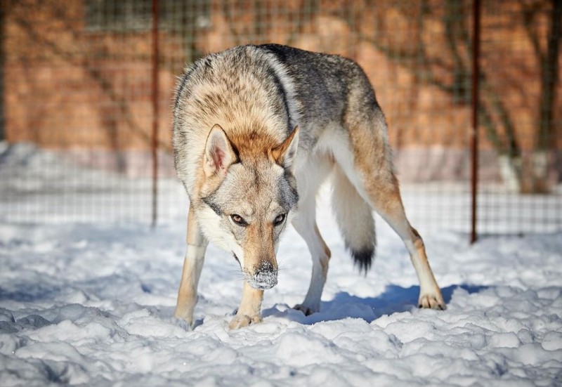 Dog Photo