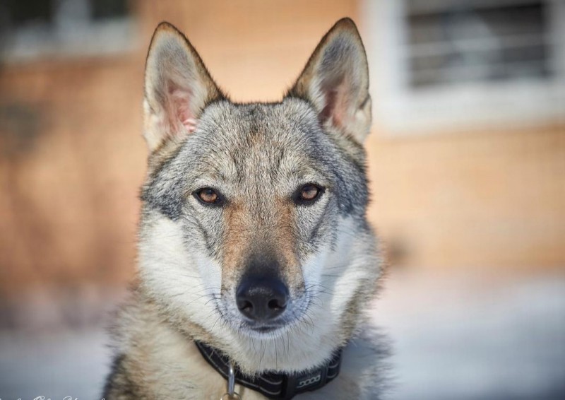 Dog Photo