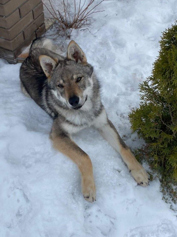 Dog Photo