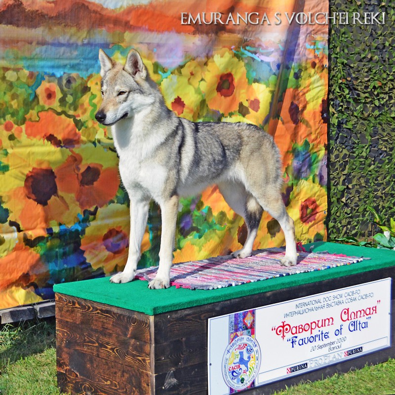 Dog Photo