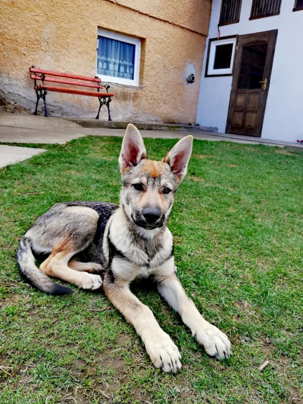 Dog Photo