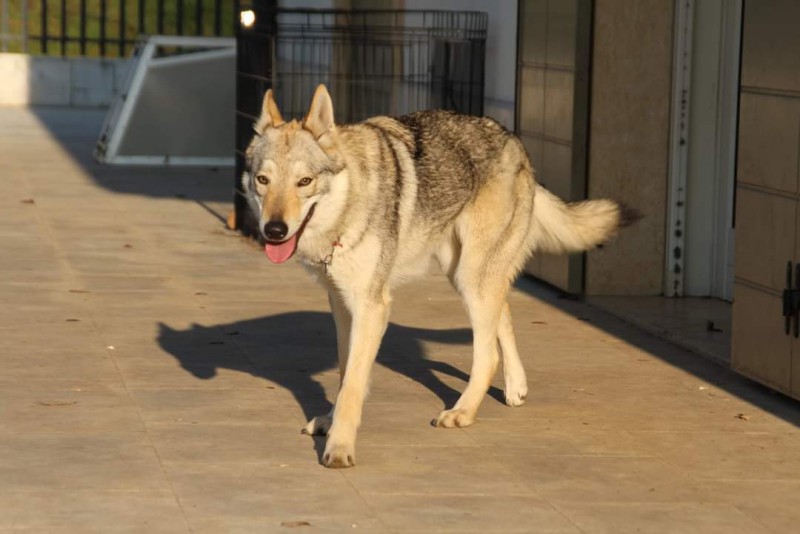 Dog Photo
