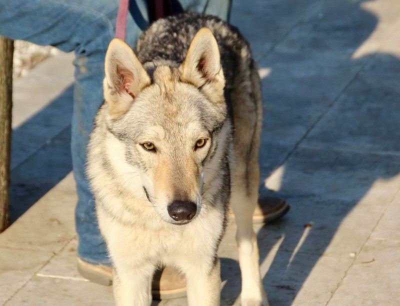 Dog Photo