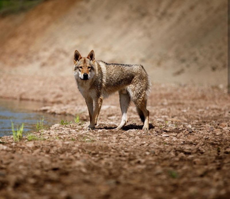 Dog Photo