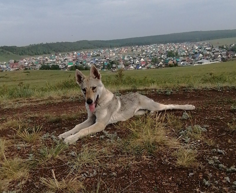 Dog Photo