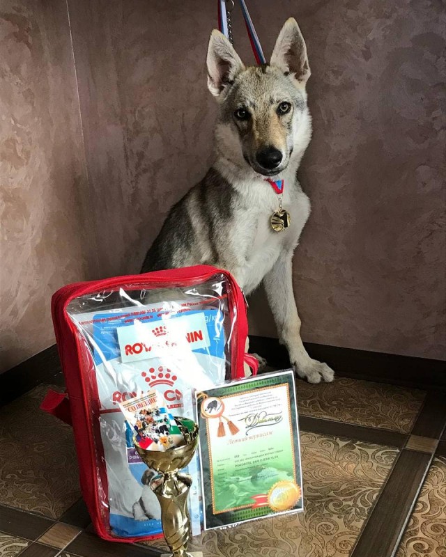 Dog Photo