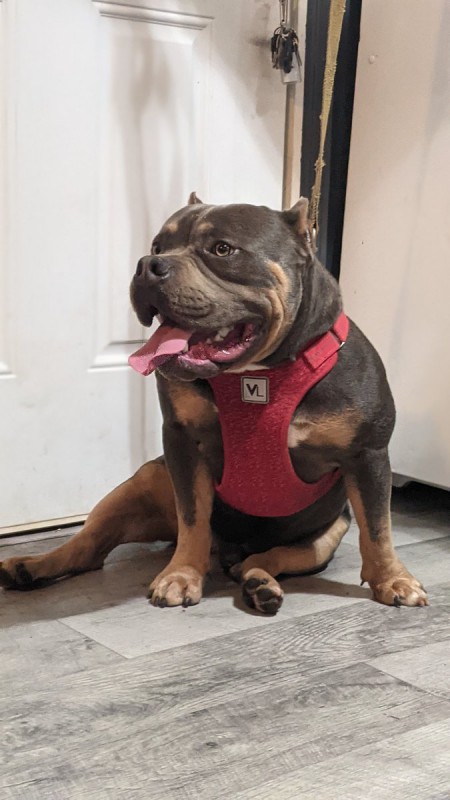 Dog Photo