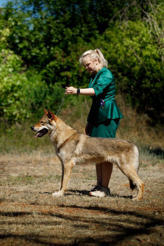 Dog Photo