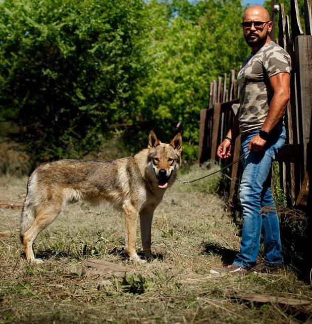 Dog Photo