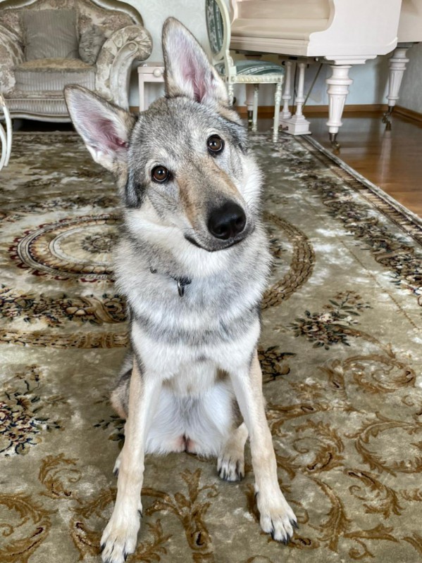 Dog Photo
