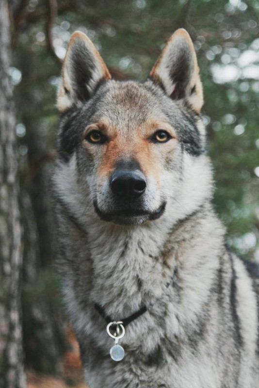 Dog Photo