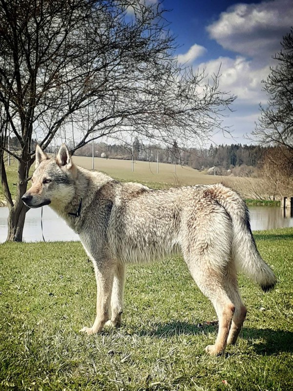 Dog Photo