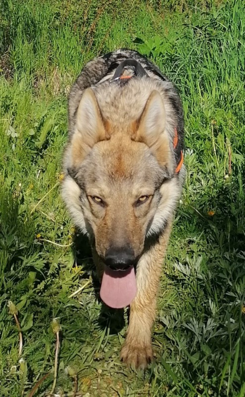 Dog Photo