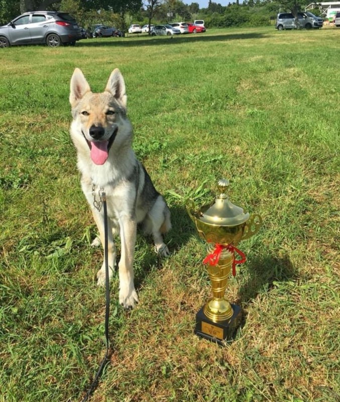 Dog Photo