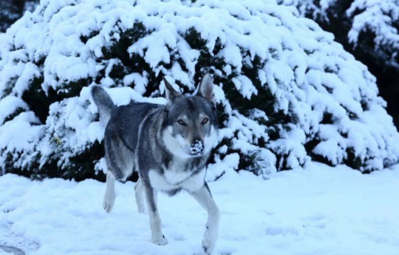 Dog Photo