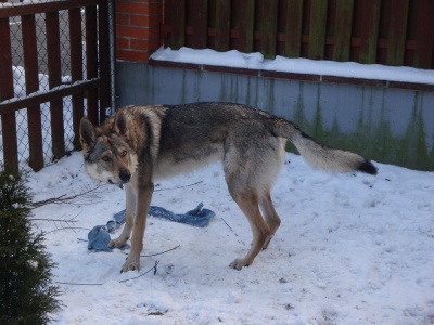 Dog Photo