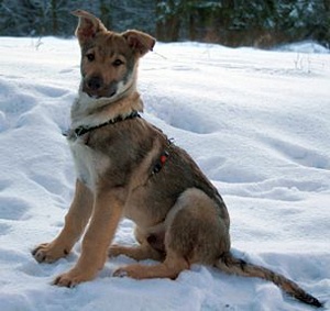 Dog Photo