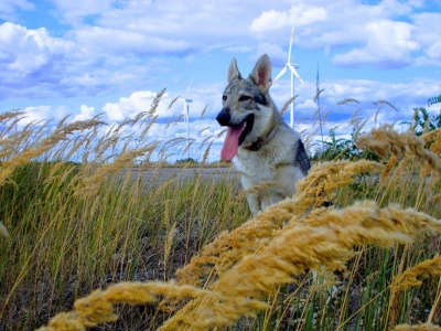 Dog Photo