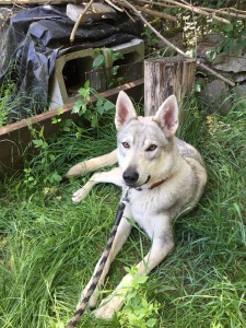 Dog Photo