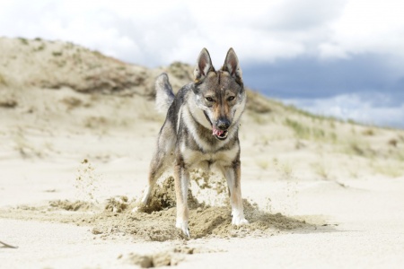 Dog Photo