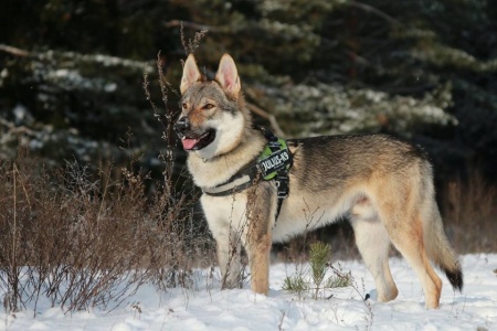 Dog Photo