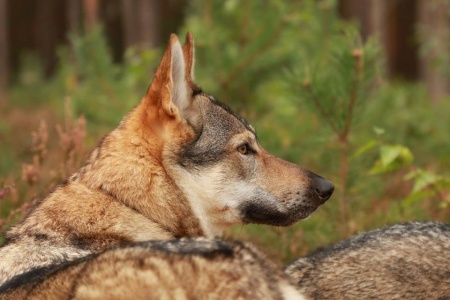 Dog Photo