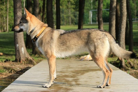 Dog Photo