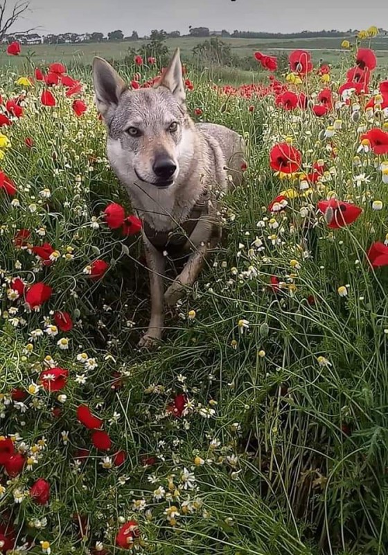 Dog Photo