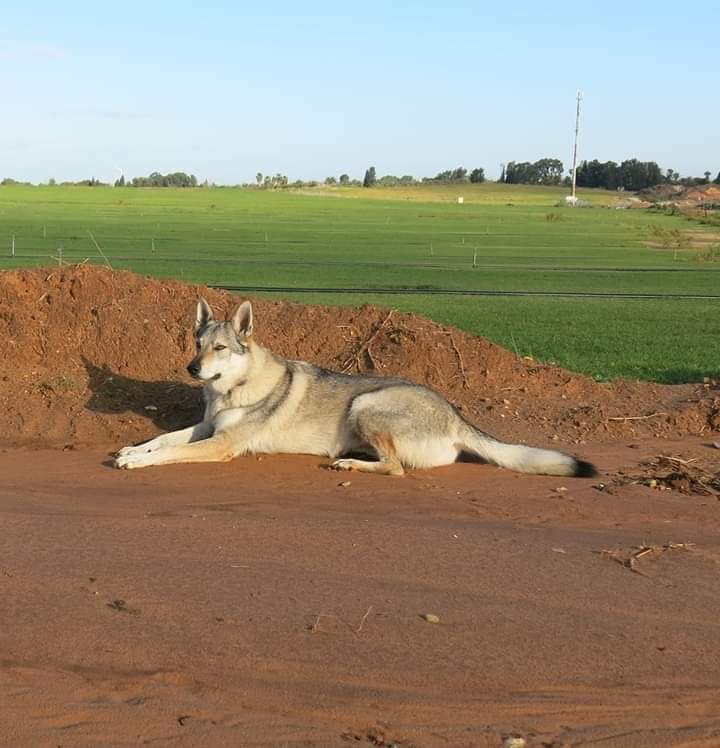 Dog Photo